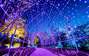 イルミネーションライト写真